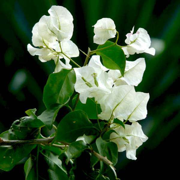 Bougainvillea (White) – Plant