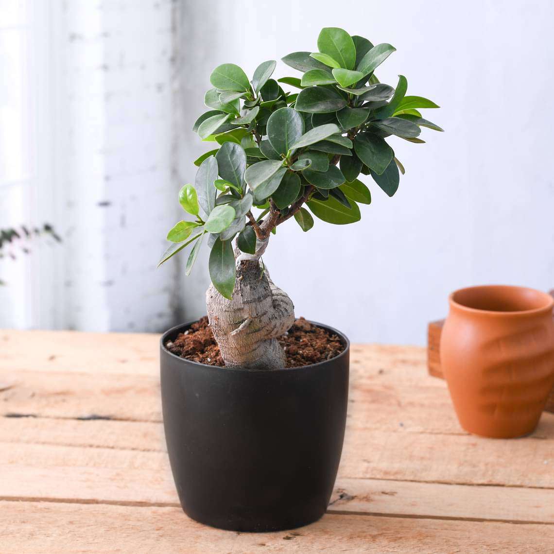 Ficus Bonsai – Plant