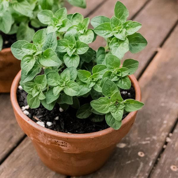 Oregano – Plant