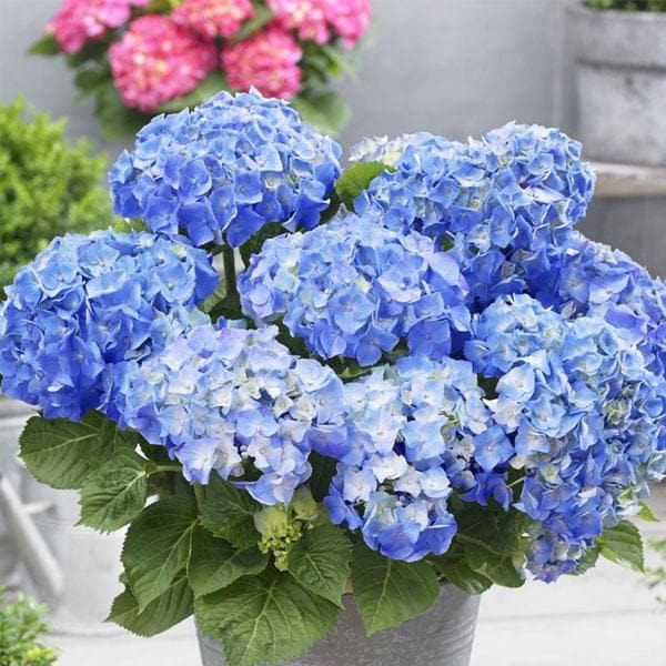 Hydrangea macrophylla (Any Color) – Plant